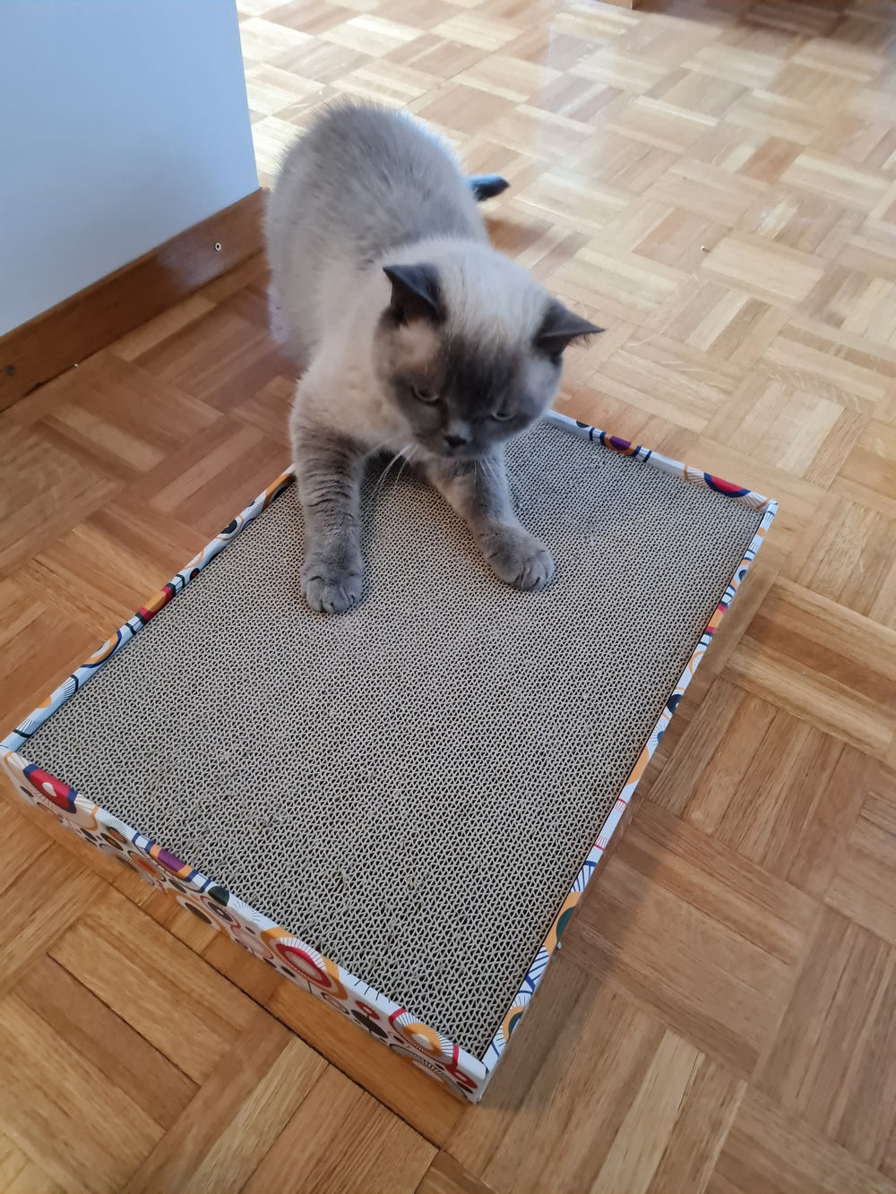 Kartonsko praskalo Kitty board